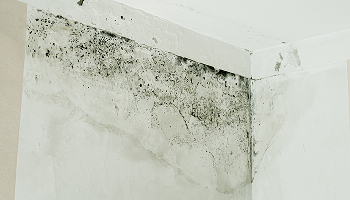 Property Disputes and Insurance Claims